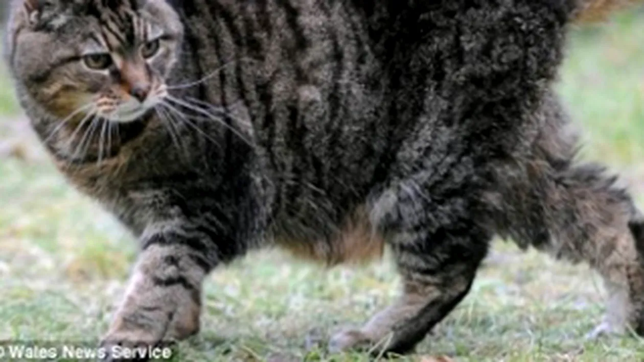 Cea mai batrana pisica din lume are 39 de ani
