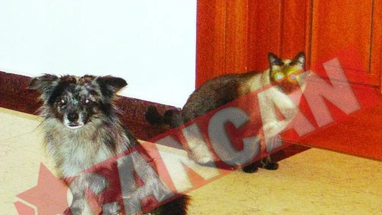 Cine face legea in vila lui Chivorchian