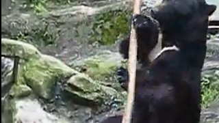VIDEO Ursul care face Kung Fu asemeni unui profesionist!