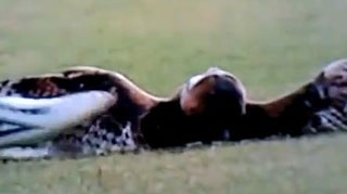 VIDEO Un fotbalist a incins spiritele in tribune dupa ce a lovit cu piciorul o bufnita!