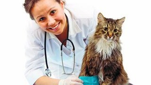 Cum iti deschizi un cabinet medical veterinar