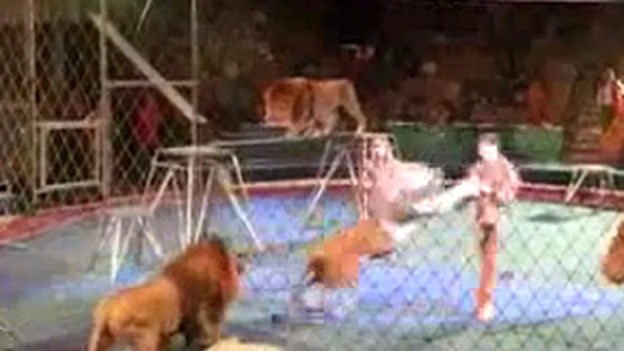 VIDEO Cel mai dement dresor! Un leu l-a muscat de mana, dar el nu s-a lasat si a ripostat