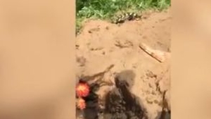 Doi urși au pătruns într-un cimitir, au dezgropat mai multe morminte și au mâncat cadavrele