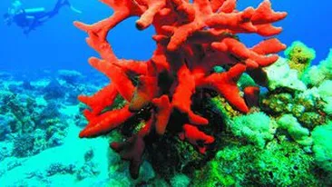 Buretii de mare seamana cu oamenii