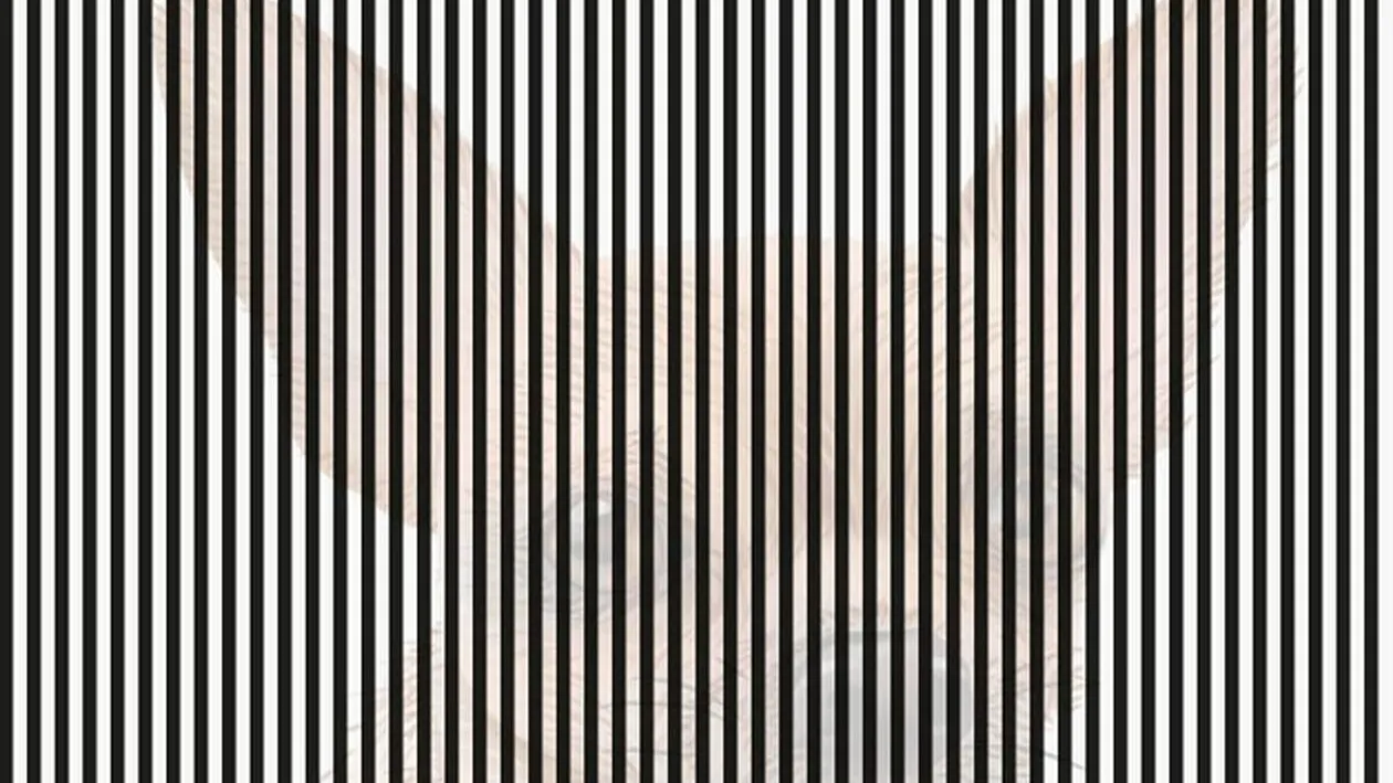 Iluzia optică devenită virală | Ce vezi în poza aceasta? 99 din 100 se dau bătuți