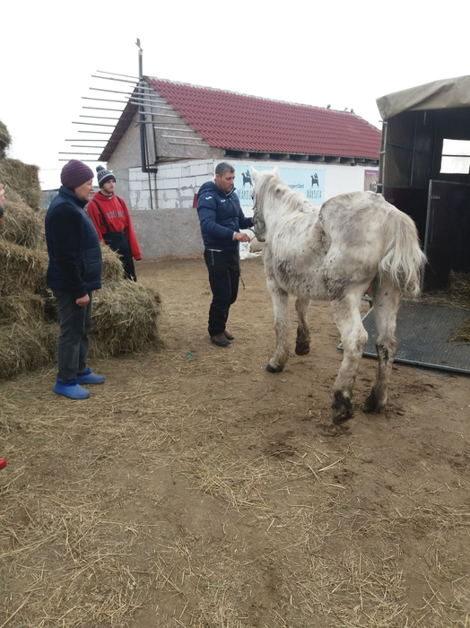 A muncit în străinătate, iar cu banii câștigați a salvat 600 de câini și 100 de cai și măgăruși