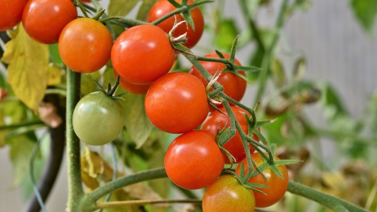 Consumi zilnic roșii? Care sunt riscurile la care te expui