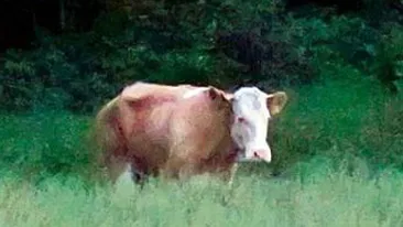 10.000 de euro, recompensa pusa pe capul unei vaci fugare