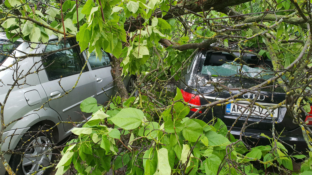 Mașinile peste care au căzut copaci au fost serios avariate