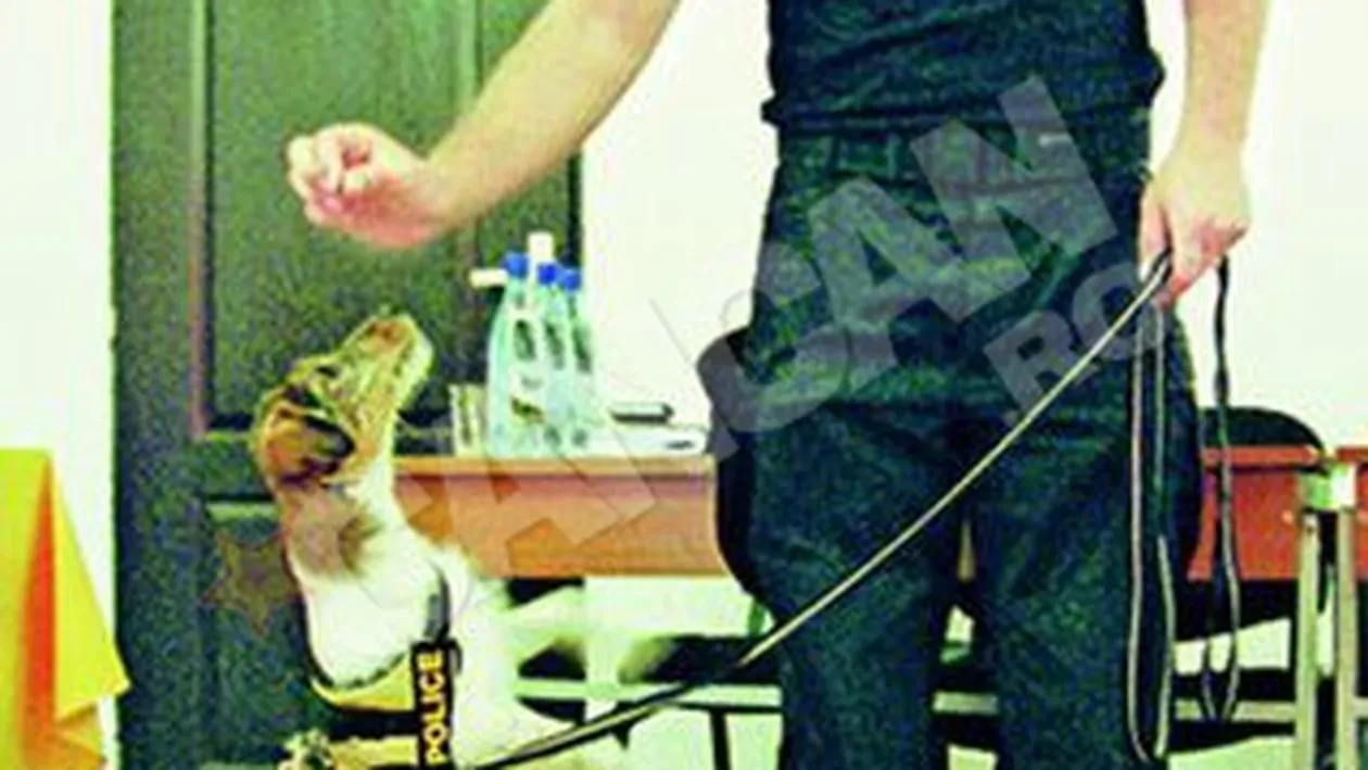 Primul maidanez care a ajuns caine politist! De la vagabond la Bond