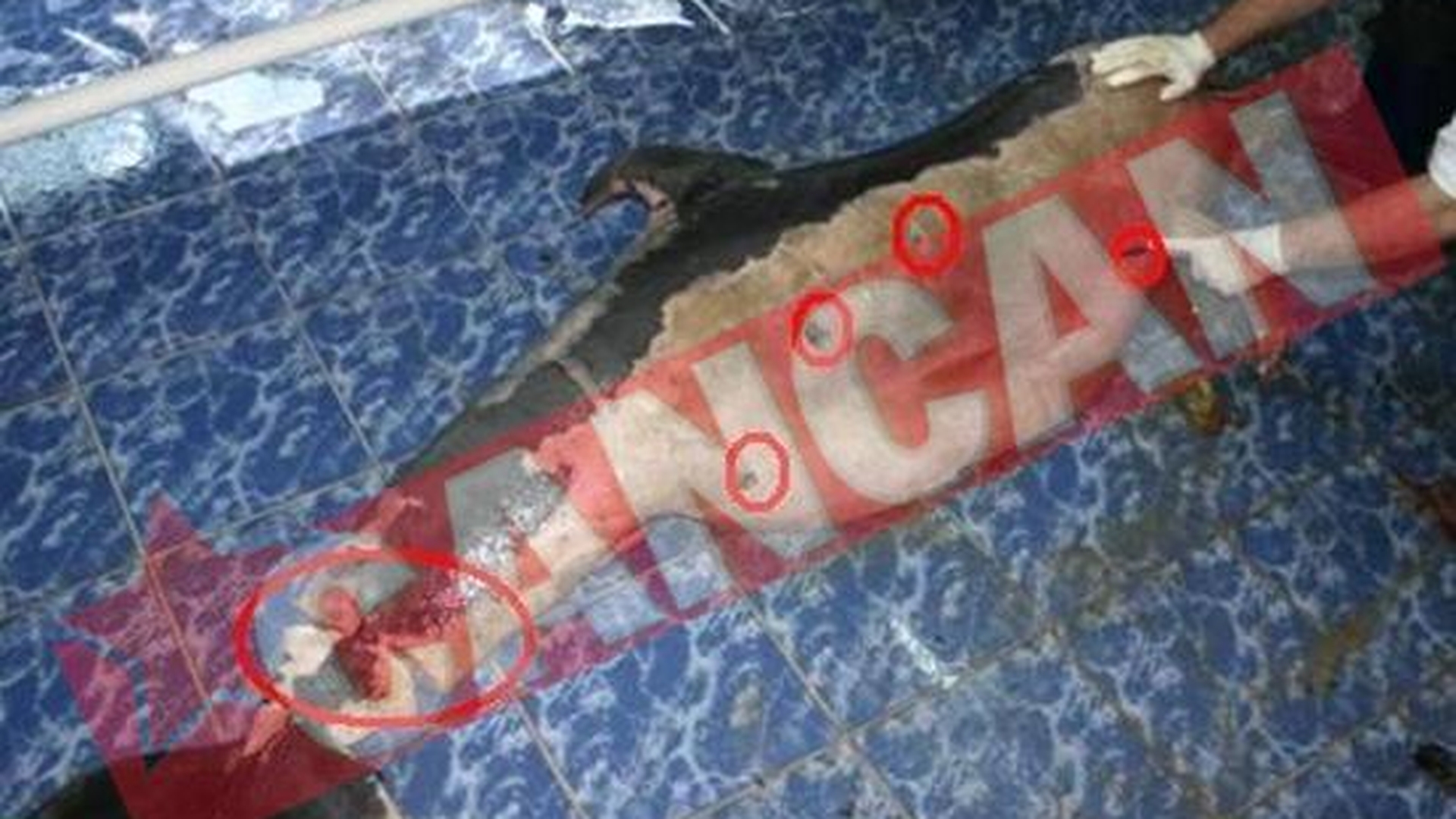 Delfini morti pe plajele litoralului romanesc