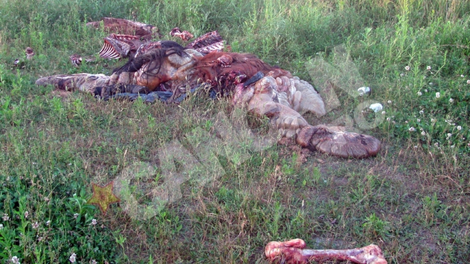 Macel la marginea orasului Oradea! Doi cai decapitati si jupuiti, aruncati in camp la marginea orasului
