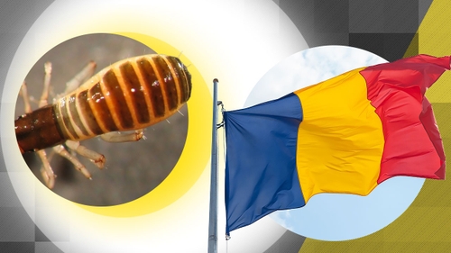 Creatura aparte filmată în Munții Bucegi: „scorpionul fals” care i-a uimit pe români. Unde obișnuiește să se ascundă?