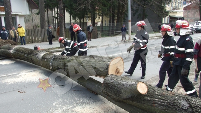 Atentie, turisti! Cad copaci in Sinaia!