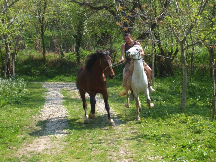 Dresura de cai, specialitatea lui Barnabas