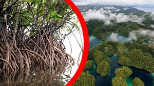 Ultima barieră împotriva taifunurilor este în pericol. Cum încearcă filipinezii să salveze pădurile de mangrove