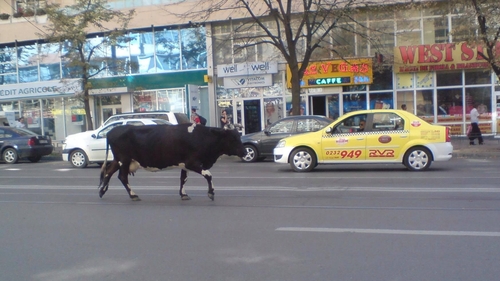 O vacă le-a dat de furcă șoferilor din Iași! S-a plimbat pe linia de tramvai din centrul orașului câteva ore