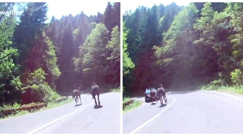 Dacia Sandero vs. cal galopant! Întâlnirea neaşteptată pe care au avut-o pe Transfăgărăşan. Momentul impactului e groaznic VIDEO