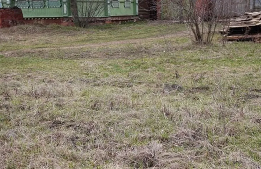 Iluzie optică virală | Găsește pisica ascunsă în această imagine. Geniile o descoperă în 7 secunde