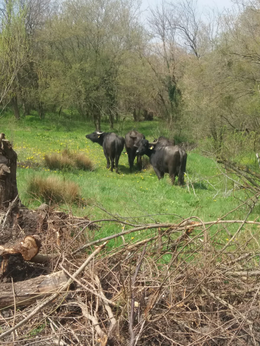 Din aproximativ 200 de animale, au mai rămas 15