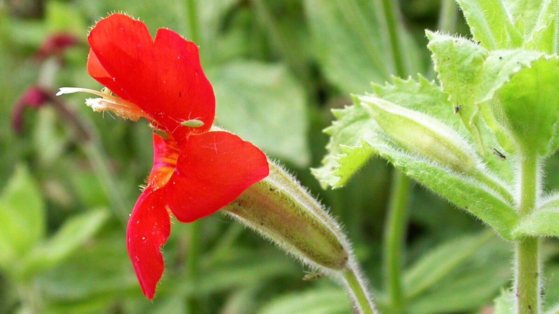 O floare din California rescrie regulile evoluției! Descoperire surprinzătoare făcută de cercetători