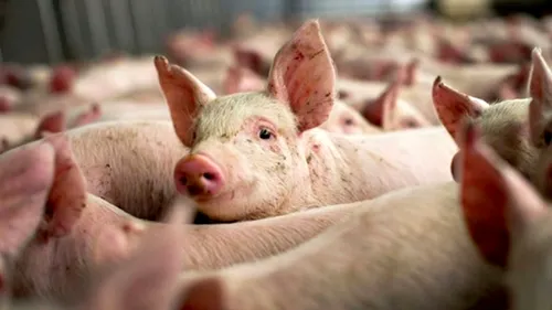 Pestă porcină în două ferme din Argeș și Olt. Peste 12.000 de porci vor fi omorâți