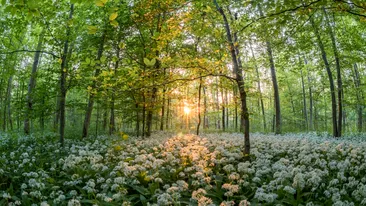 Leurda, planta minune a primăverii. Care sunt beneficiile neștiute ale acesteia