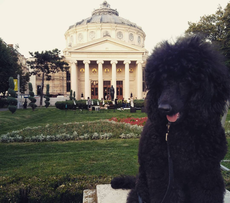 Un câine de expoziţie, sfâşiat de un Amstaff lăsat liber pe un bulevard aglomerat din Capitală! Animalul a fost ucis sub privirile stăpânei