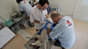 Incepe sterilizarea maidanezilor din Capitala!