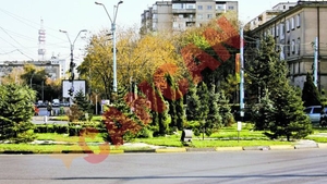 Palmierii lui Piedone au fost inlocuiti cu brazi