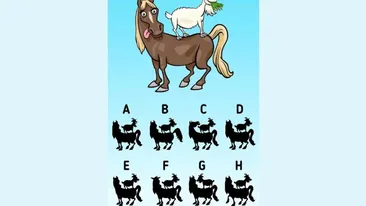 Test de inteligență | Care este umbra corectă a celor două animale din imagine?