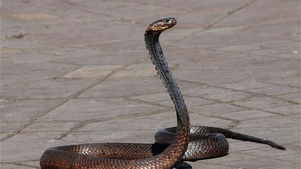 Invazie de şerpi în Bucureşti! Scara unui bloc, plină de reptile. Oamenii se tem să mai stea în apartamente