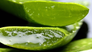 Te-a ars soarele? Aloe Vera, cel mai bun remediu împotriva arsurilor de la plajă. Iată cum se foloseşte