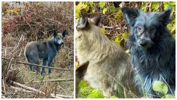 Apariție bizară la Cernobîl! Voluntarii din zonă au fotografiat câini cu blana albastră. Care ar fi explicația fenomenului