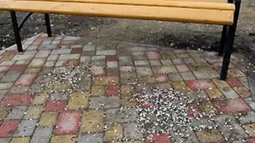 Ce amendă a primit un tânăr din Arad pentru că a scuipat semințe pe jos