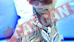 Agentie de modelling canin