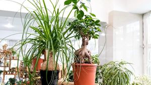 Planta pe care nu e bine să o ai în casă. Este extrem de periculoasă