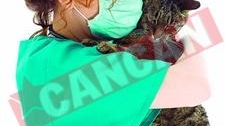 Virusul ucigas se transmite si la animalele de companie