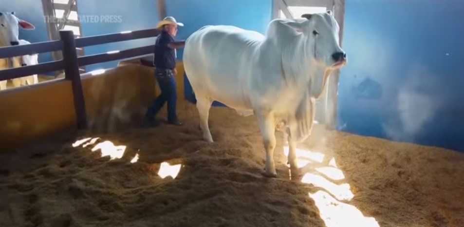 Viatina estea cea mai scumpă văcuță din lume/ sursă foto:  captură video