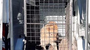 Leul rănit din videoclipul lui Dani Mocanu a fost confiscat de către autorități. Animalul va ajunge într-o grădină zoologică