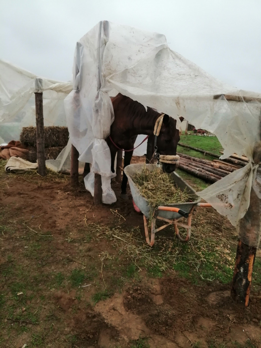 Natally a fost "cazată" într-un cort improvizat
