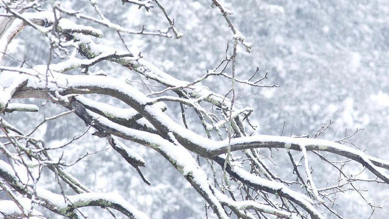 A avut loc prima ninsoare în România! În ce localitate au căzut fulgii de nea