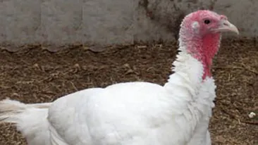 INCREDIBIL! Un barbat din Vrancea este acuzat ca a vrut sa violeze mai multe curci!