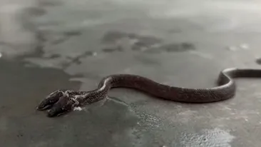 Nu e trucaj! Filmare inedită cu șarpele cu 2 capete. Specie foarte rară de reptilă a fost descoperită în India, iar unii oameni cred că prevestește ceva rău | VIDEO