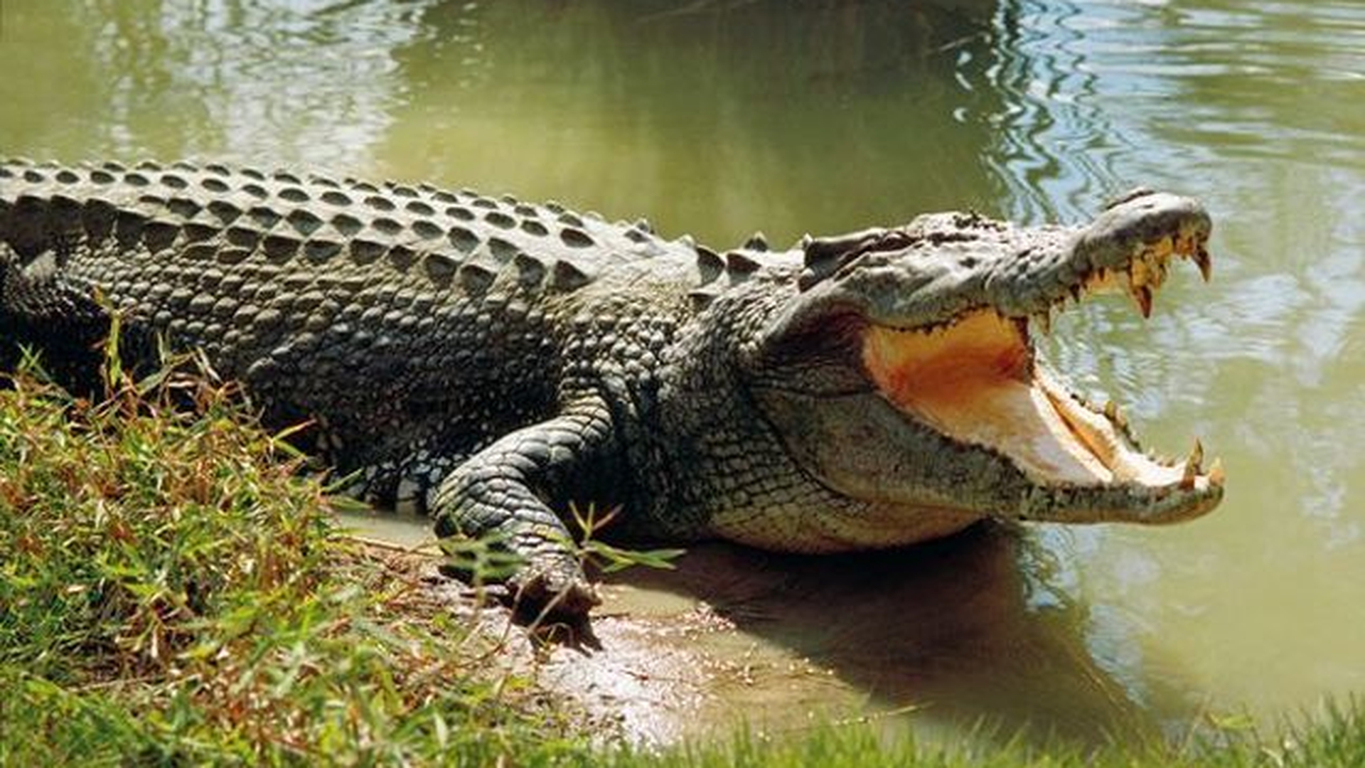 Tu ai creşte un crocodil în curtea casei? Această femeie a făcut-o!