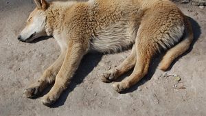 O femeie a crezut că salvează un câine, dar a trăit un adevărat coșmar când a ajuns acasă. Ce creatură luase, de fapt, de pe marginea drumului. „Este puțin agitat”