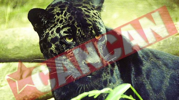 Jaguarul Bety a murit in urma unui infarct