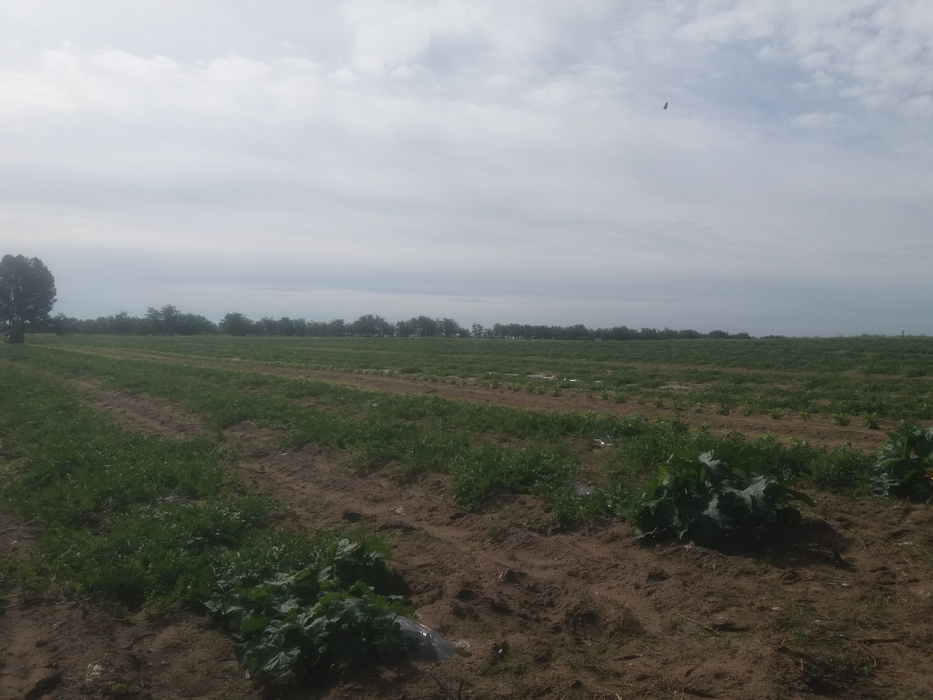 Culturile de pepeni s-au restrâns la Dăbuleni, în 2021