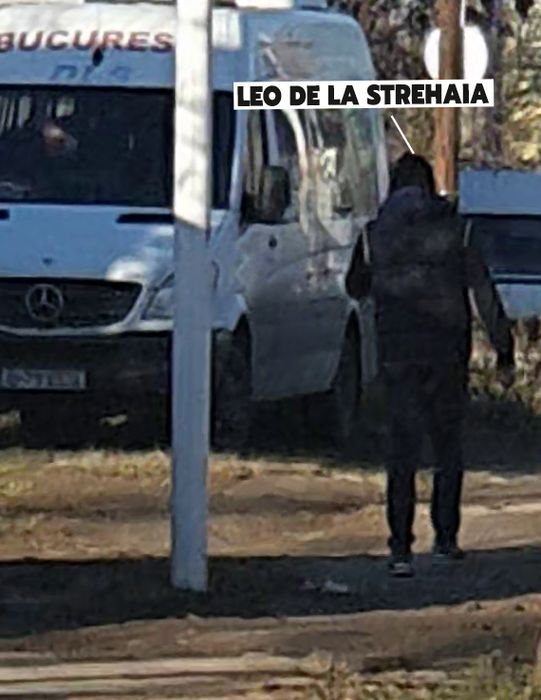 Leo de la Strehaia, în zona Pipera din Capitală, pe jos