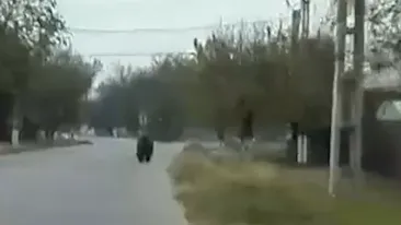 Video! Doi bărbaţi au intrat în panică după s-au întâlnit pe şosea cu un...urs! Întreg momentul a fost filmat şi postat pe reţelele de socializare:Nu am văzut în viaţa mea un urs aşa de mare